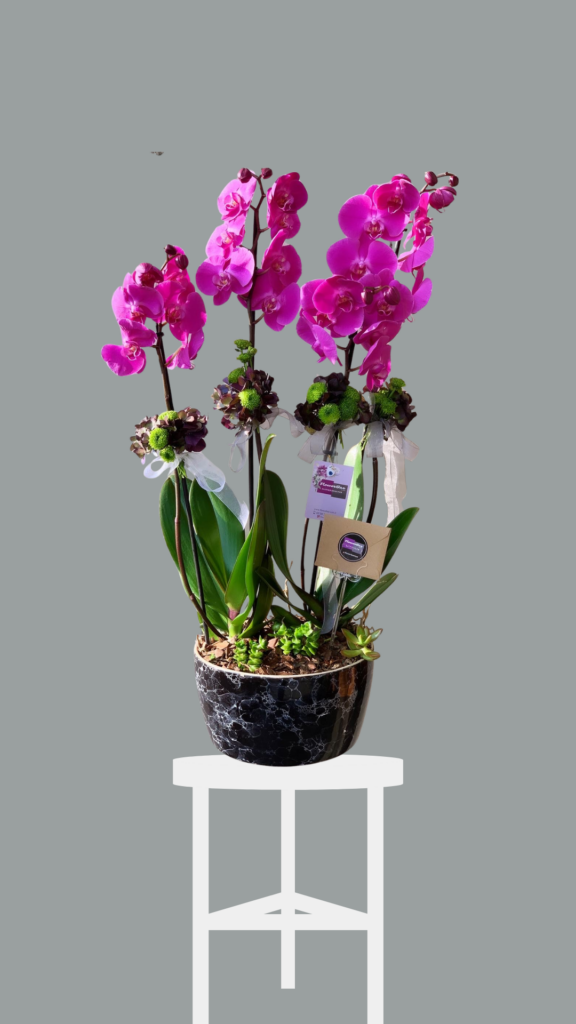 Mor Orkide Aranjmanı