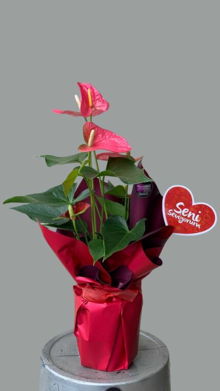 Saksıda Kırmızı Antorium